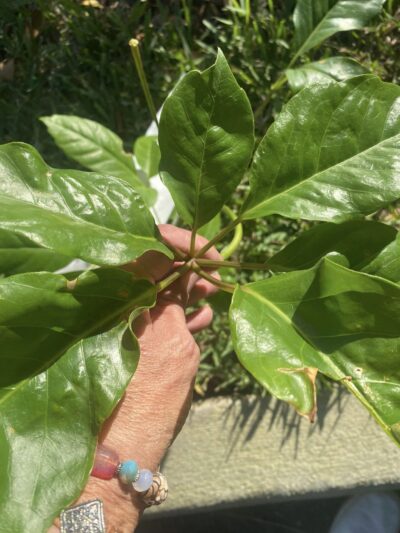 Ash Magnolia leaf