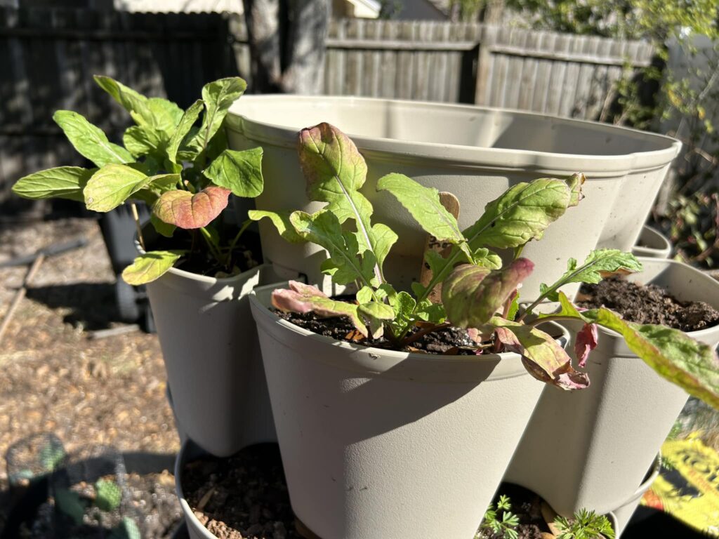 arugula leaves turning purple