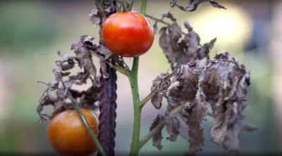 tomto leaves turning brown