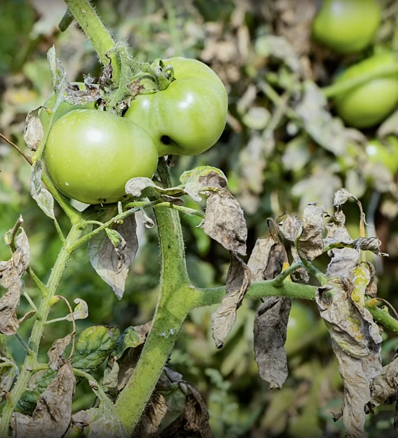 why tomato plant leaves turning brown